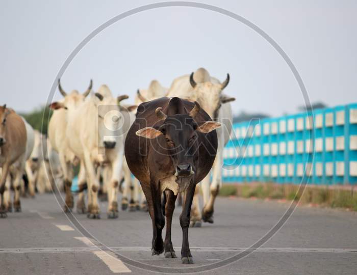 Cow Leading Other Cows And Bulls on A Bridge Towards Home