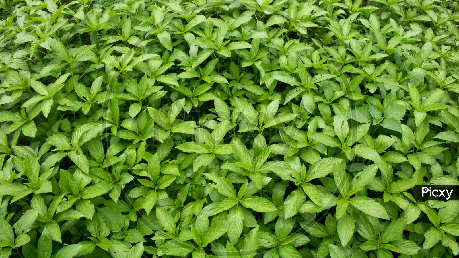 Natural Jute Leaves Background Photo, A Baby Jute Plant Growing On The Fields.