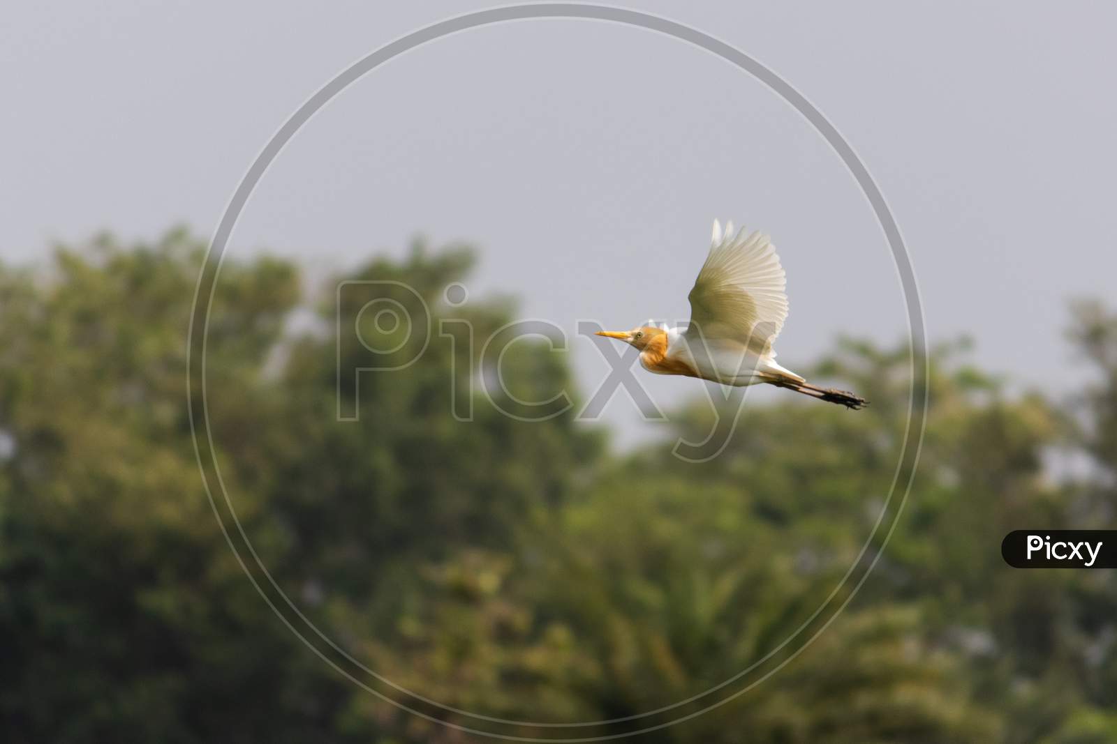 Indian Pond Heron Bird Or Paddybird In Flight