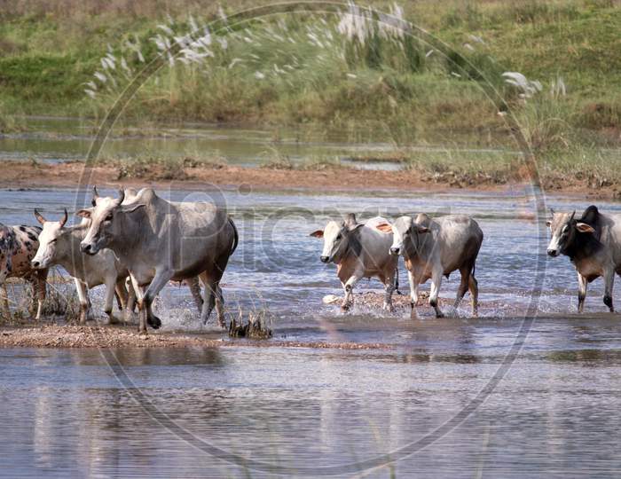 Cows And Bulls Crossing River, Indian Countryside Beauty, Perfect For Wallpaper