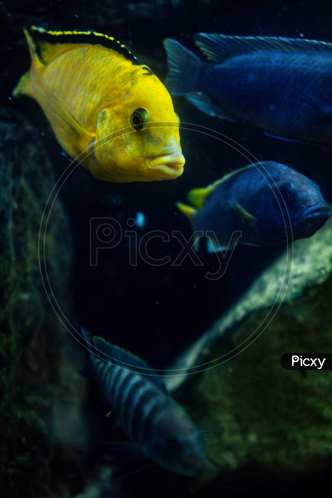 Beautiful Goldfish Eat In A Fish Tank. Aquatic Animals In Captivity. Bluish Colored Fish
