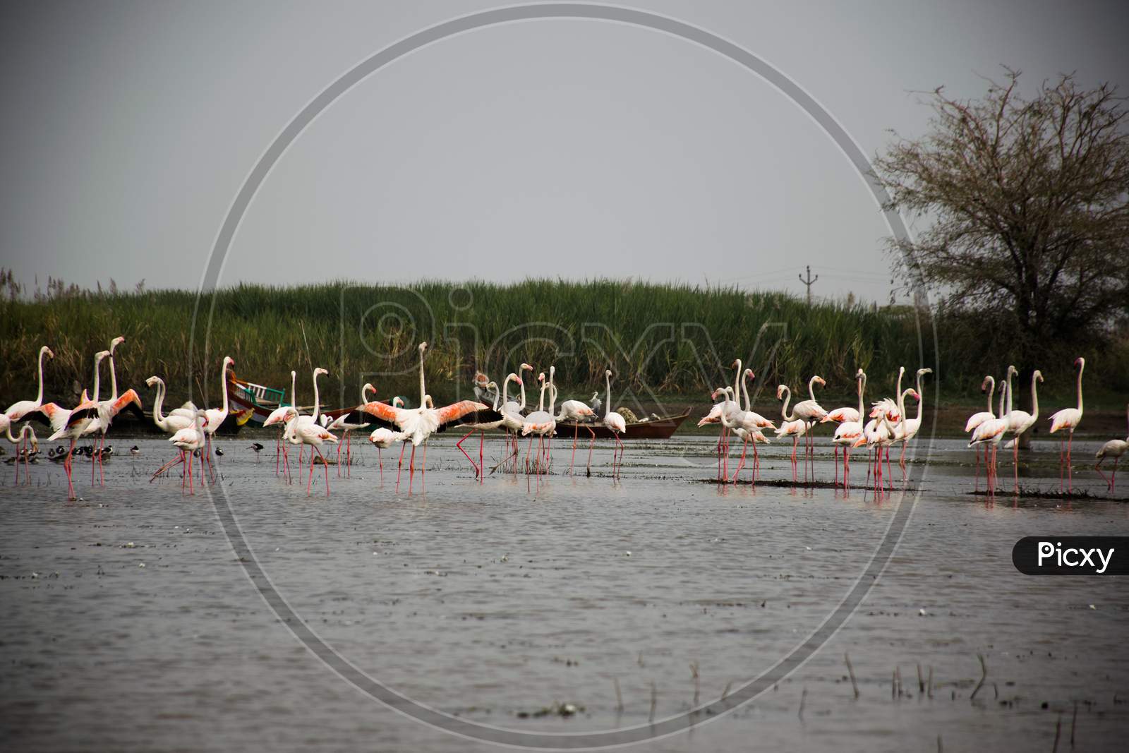 A Flamboyance Of Flamingos Wading In River at Bhigwan village of Maharashtra, India