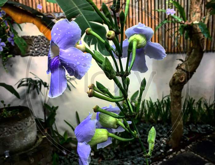 Orchid Flower at a Kopi Luwak Coffee Plantation
