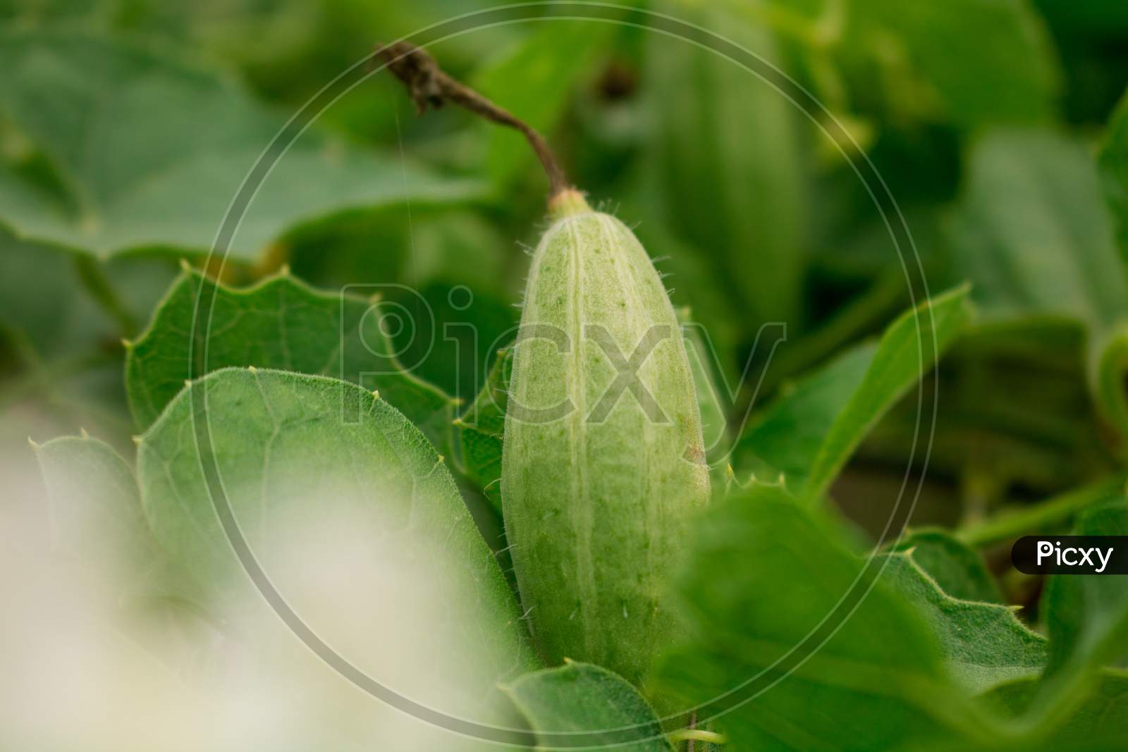 Trichosanthes Dioica, Also Known As Pointed Gourd, Is A Vine Plant In The Family Cucurbitaceae, Similar To Cucumber And Squash, Though Unlike Those It Is Perennial.