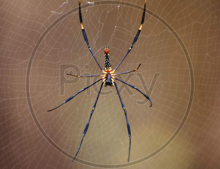 Golden silk orb-weaver or Nephila spider with the web. webs