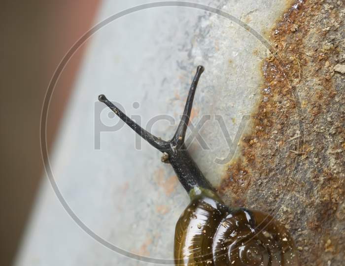 Closeup shot of snail