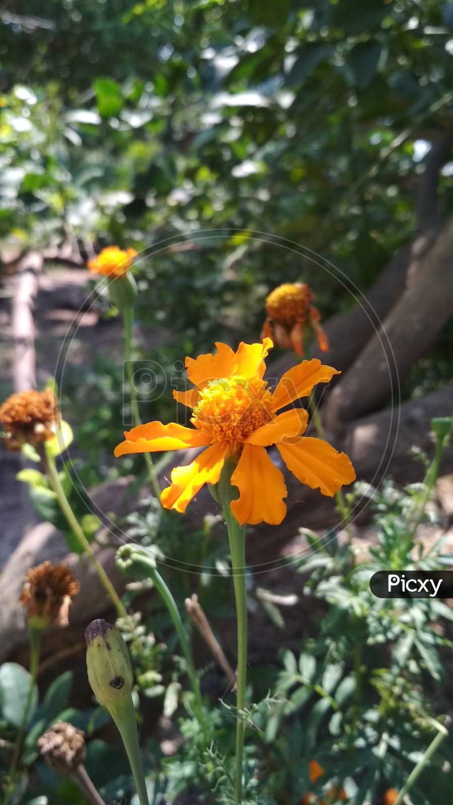 marigold flower,marigold,flower.