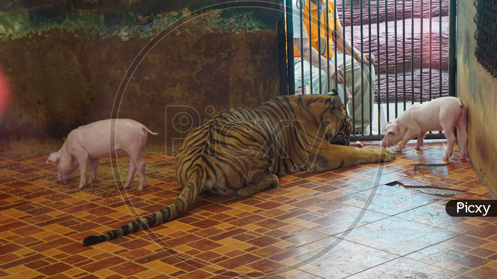 sriracha tiger zoo in thailand