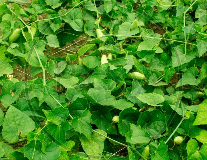 Achocha Potol Seed Plants. The Pointed Gourd (Trichosanthes Dioica Roxb.)