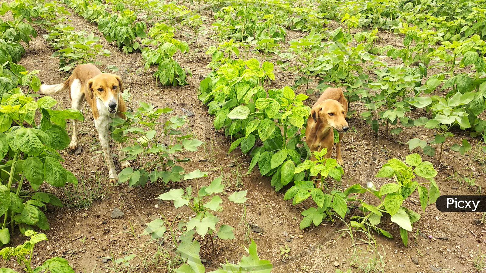Cotton is planted in the field during the monsoon season and the dog protects it. Fri, 7 Aug 2020 india.