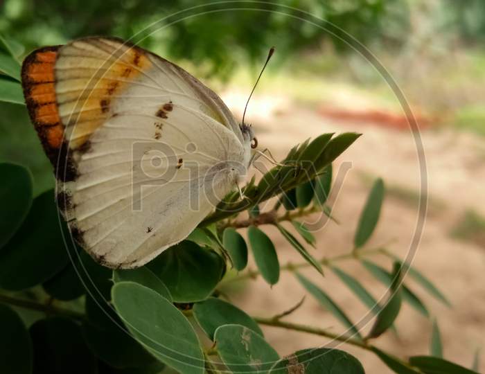 Close up photograph of butterfly on the leaf