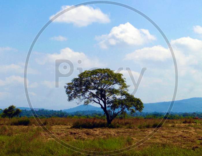 Lonely Tree In Field With Clouds