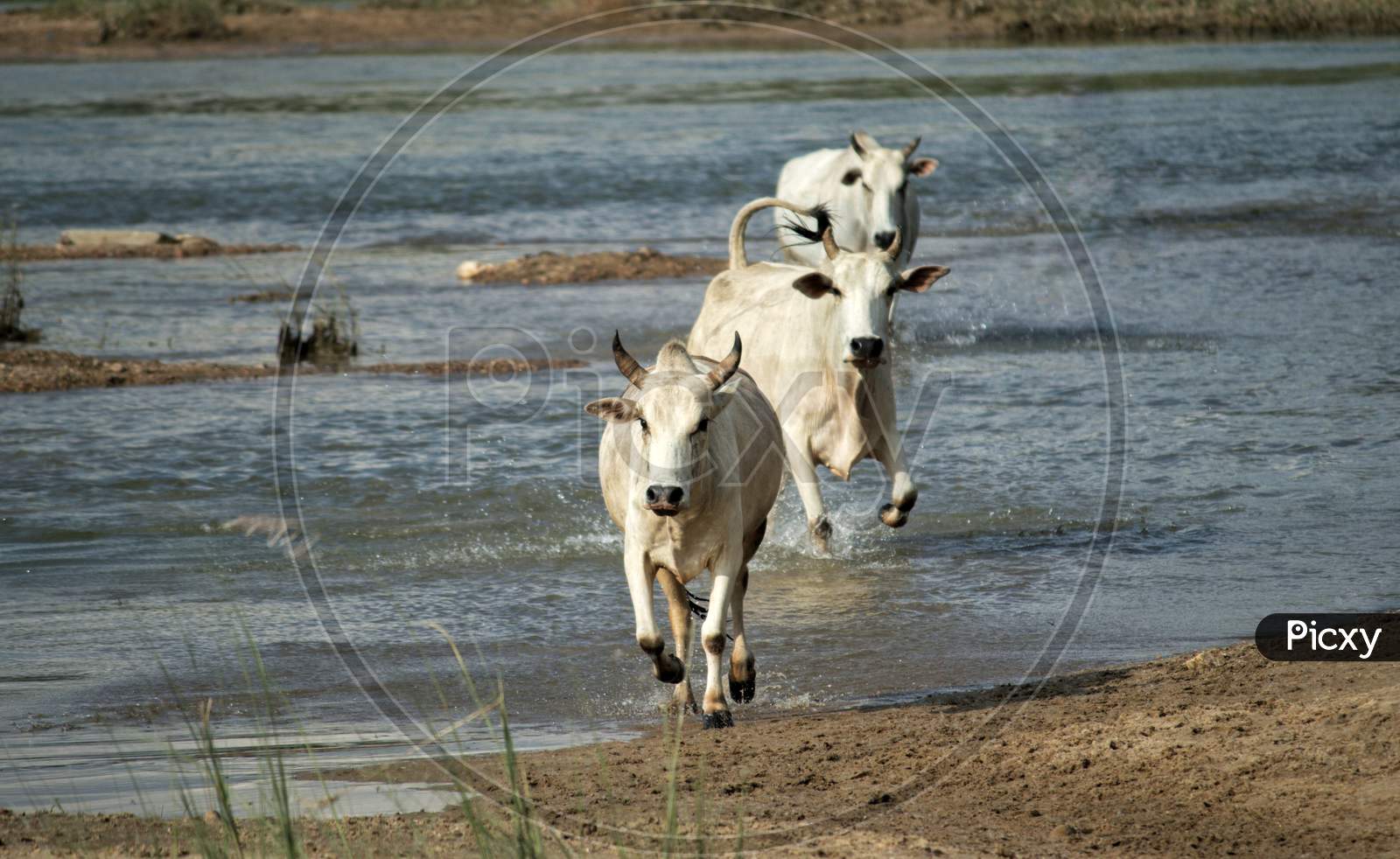 Bulls Running Through River Water To Cross,  Indian Countryside Beauty, Perfect For Wallpaper