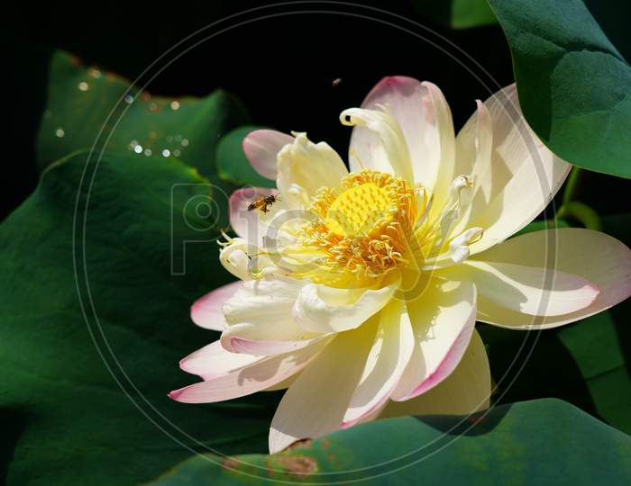Beautiful blossoming lotus flower with attractive petals