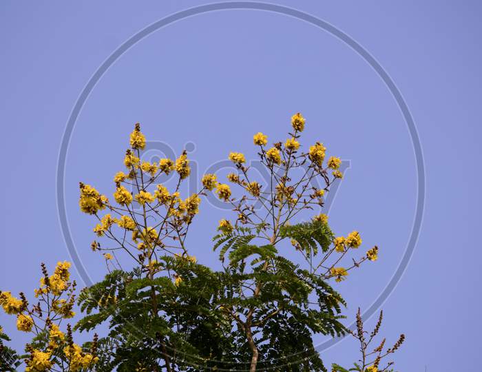 Copperpod Flowers Or Yellow Flamboyant Flowers With Selective Focus And Blue Sky In Background