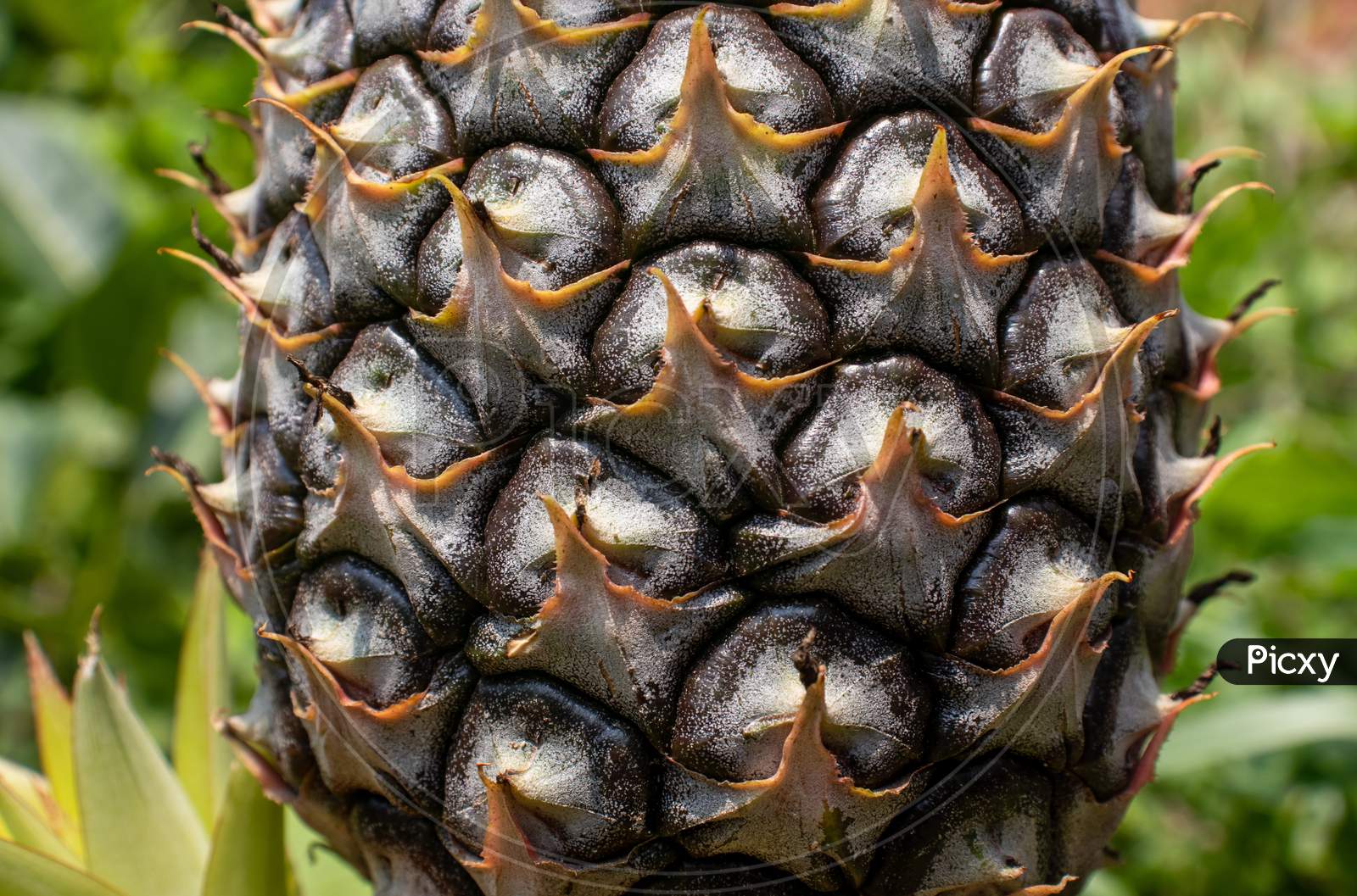 Closeup Of Pineapple Fruit In Horizontal Orientation, Perfect For Wallpaper