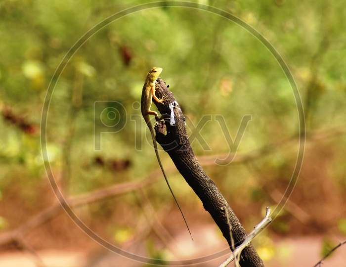 Oriental garden lizard or Calotes versicolor on the dry branch.