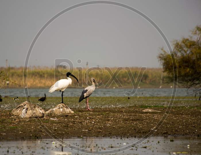 Black Headed Ibis And White Stork Standing In A Lake In India