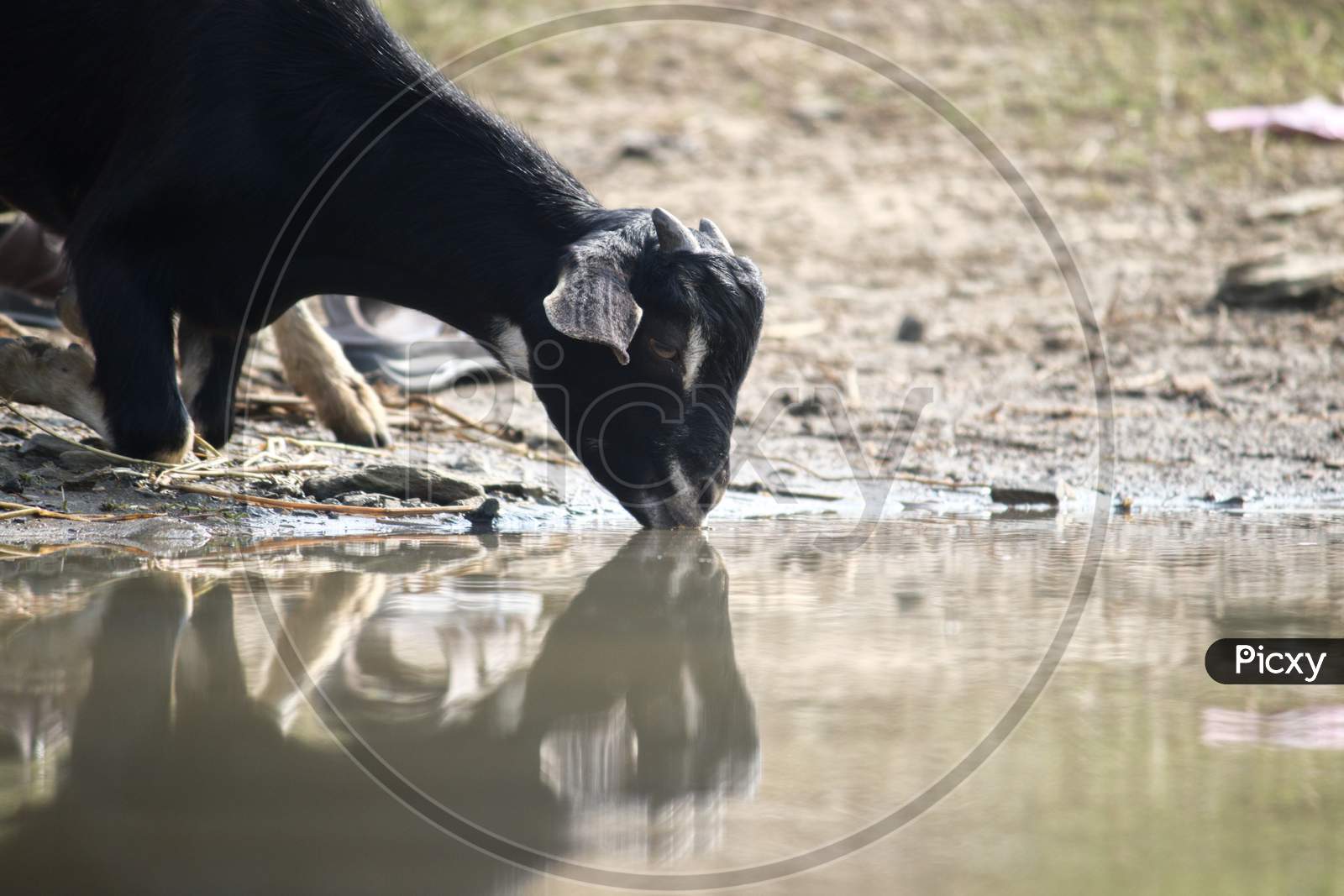 Goat Drinking Water From A Pond In Summer In Indian Countryside Area