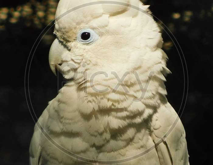 the blue eyed cockatoo