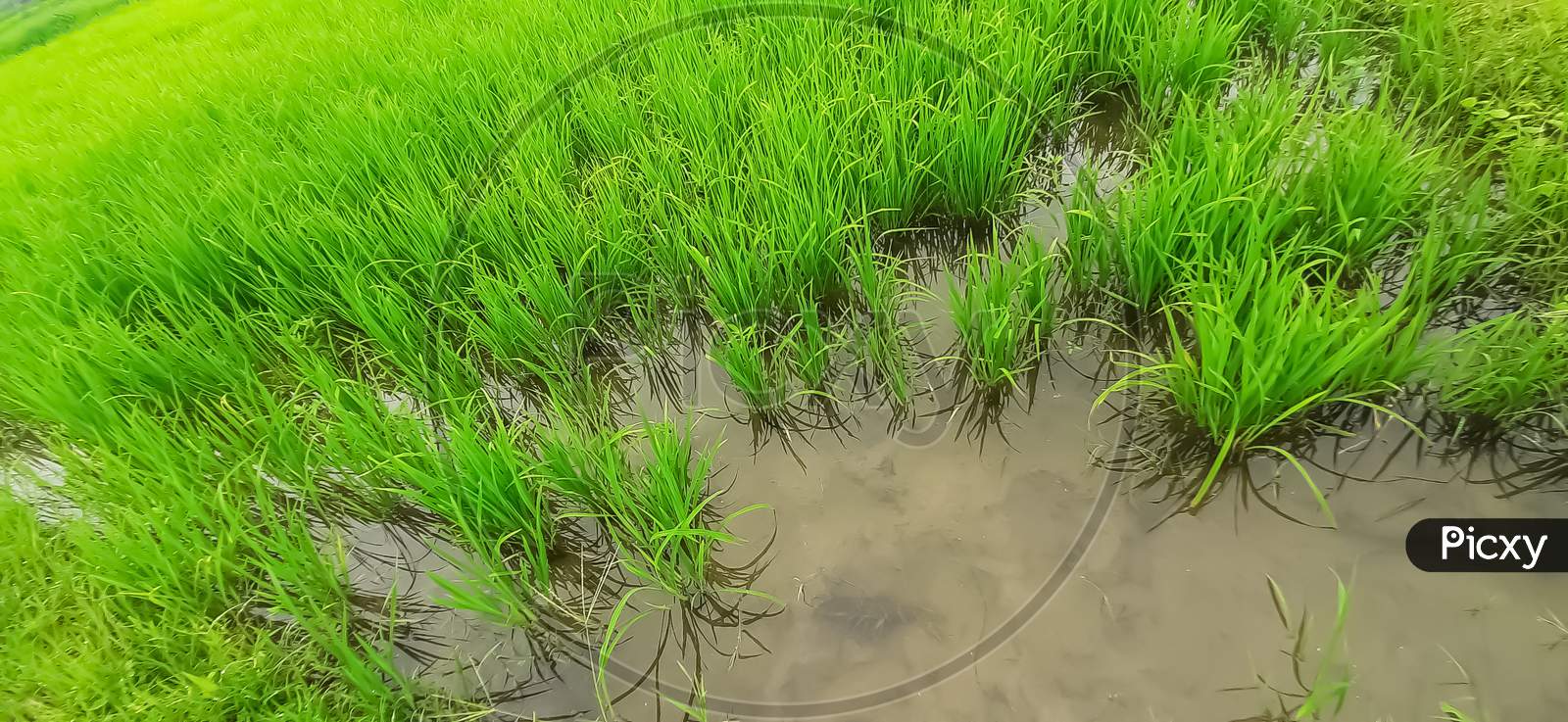 Paddy agriculture field