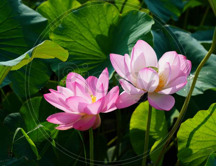 Beautiful blossoming lotus flower with attractive petals