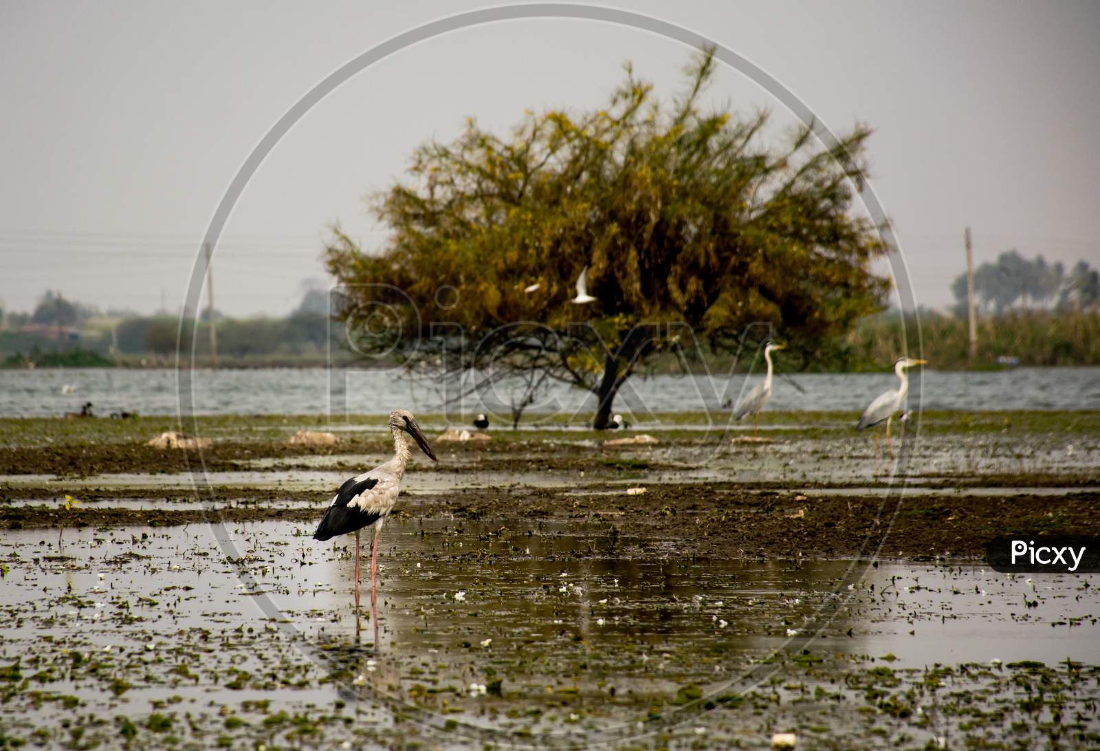 A White Stork Standing In A Lake In Bhigwan village of Maharashtra, India