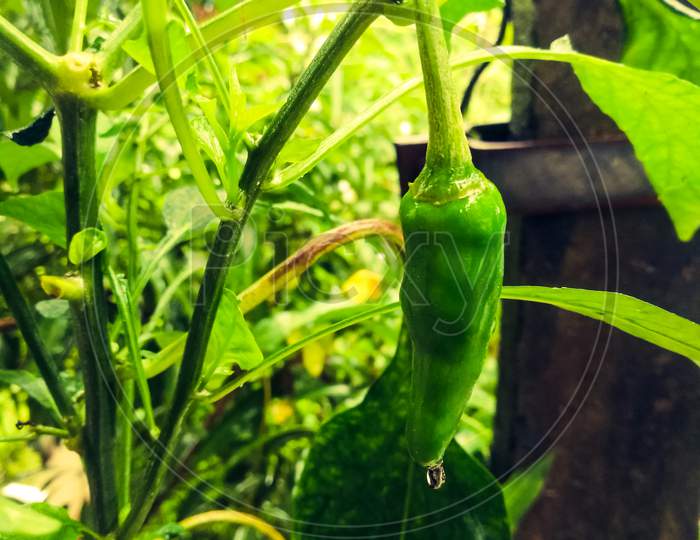 Closeup Shot Of Green Chilly Hanging In Plant During Rain.