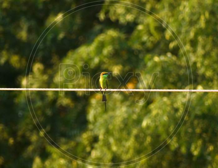 Green Bee-eater bird or Merops orientalis bird.