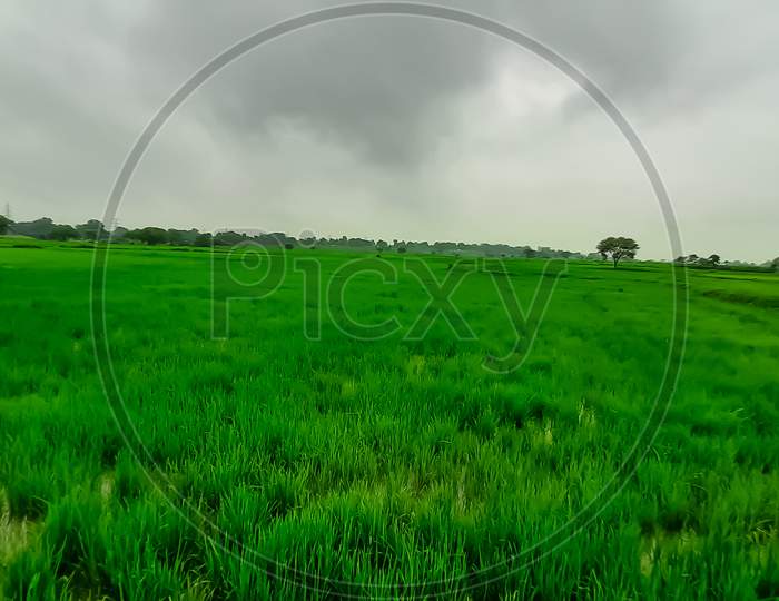 Paddy agriculture field