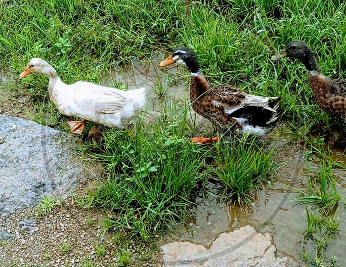 Ducks, geese and swans  Duck Water bird