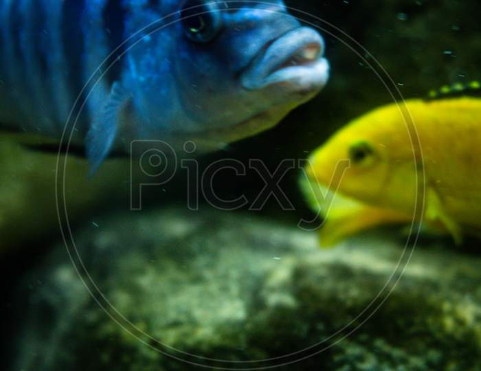 Beautiful Goldfish Eat In A Fish Tank. Aquatic Animals In Captivity. Bluish Colored Fish