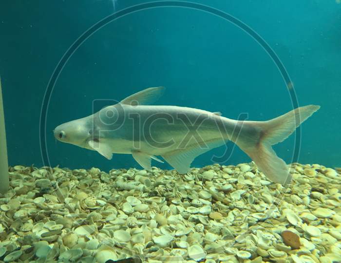 A Fish in the Cubbon Park Government Aquarium, Bangalore, Karnataka, India