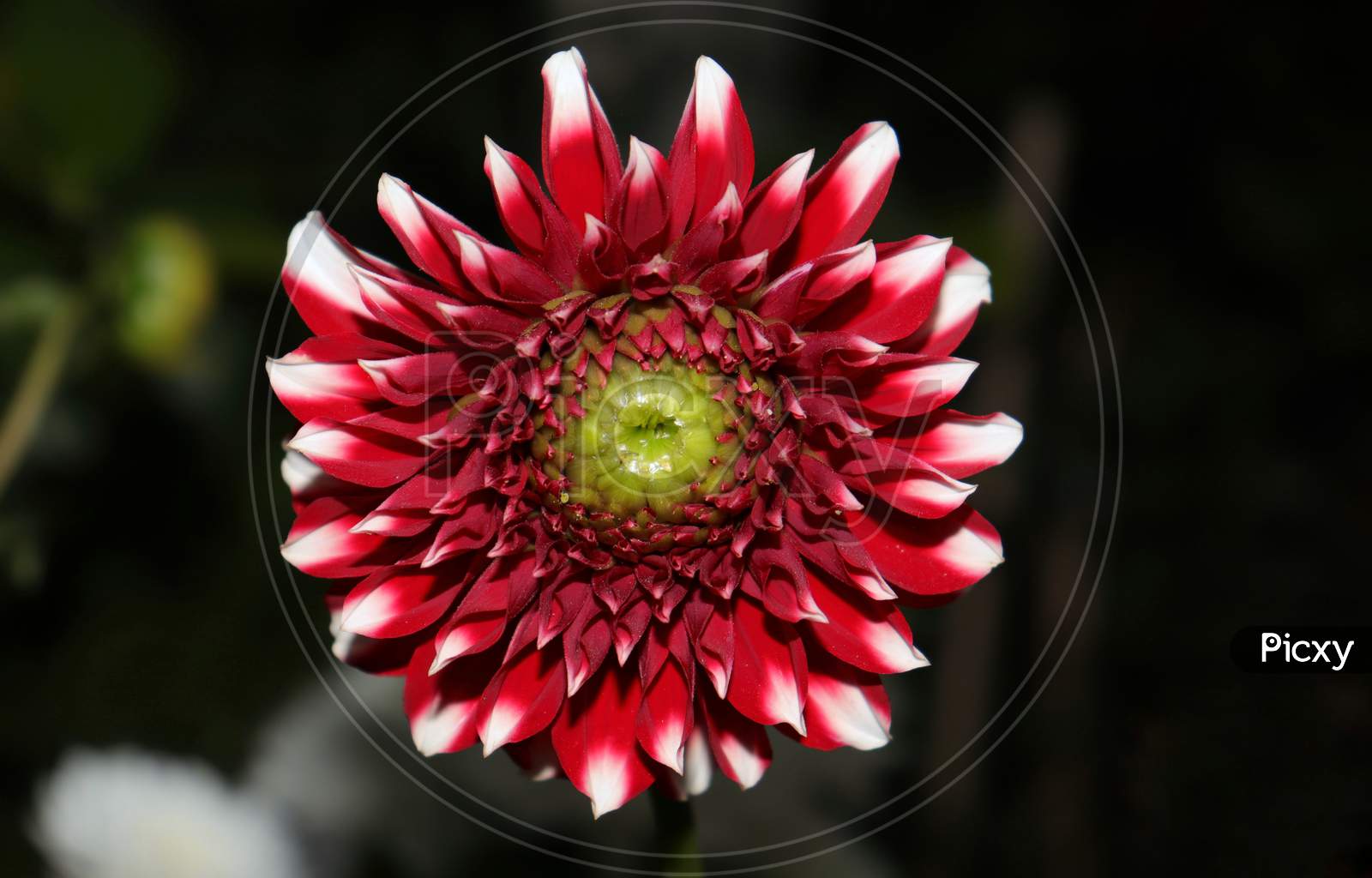 Dahlia Flower With Selective Focus