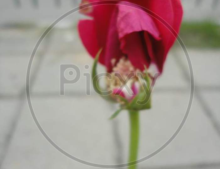 Isolated Beautiful flower with green stem