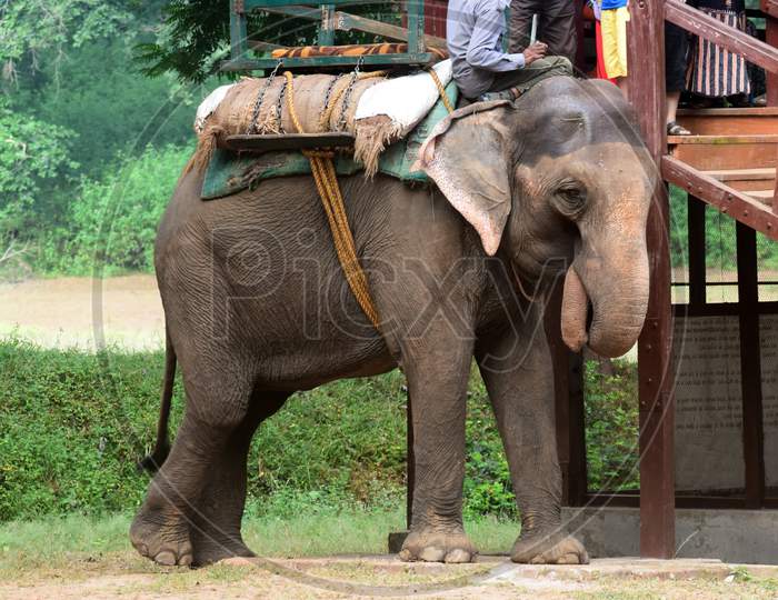 The elephant joy ride.