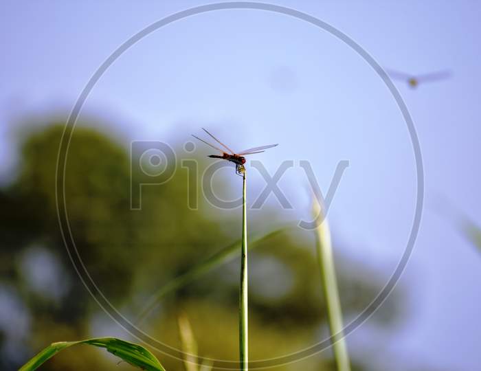 Red Dragonfly eating young grass stem