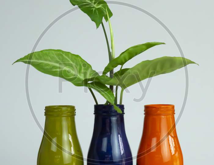 indoor plant are kept on hand painted coloured bottle