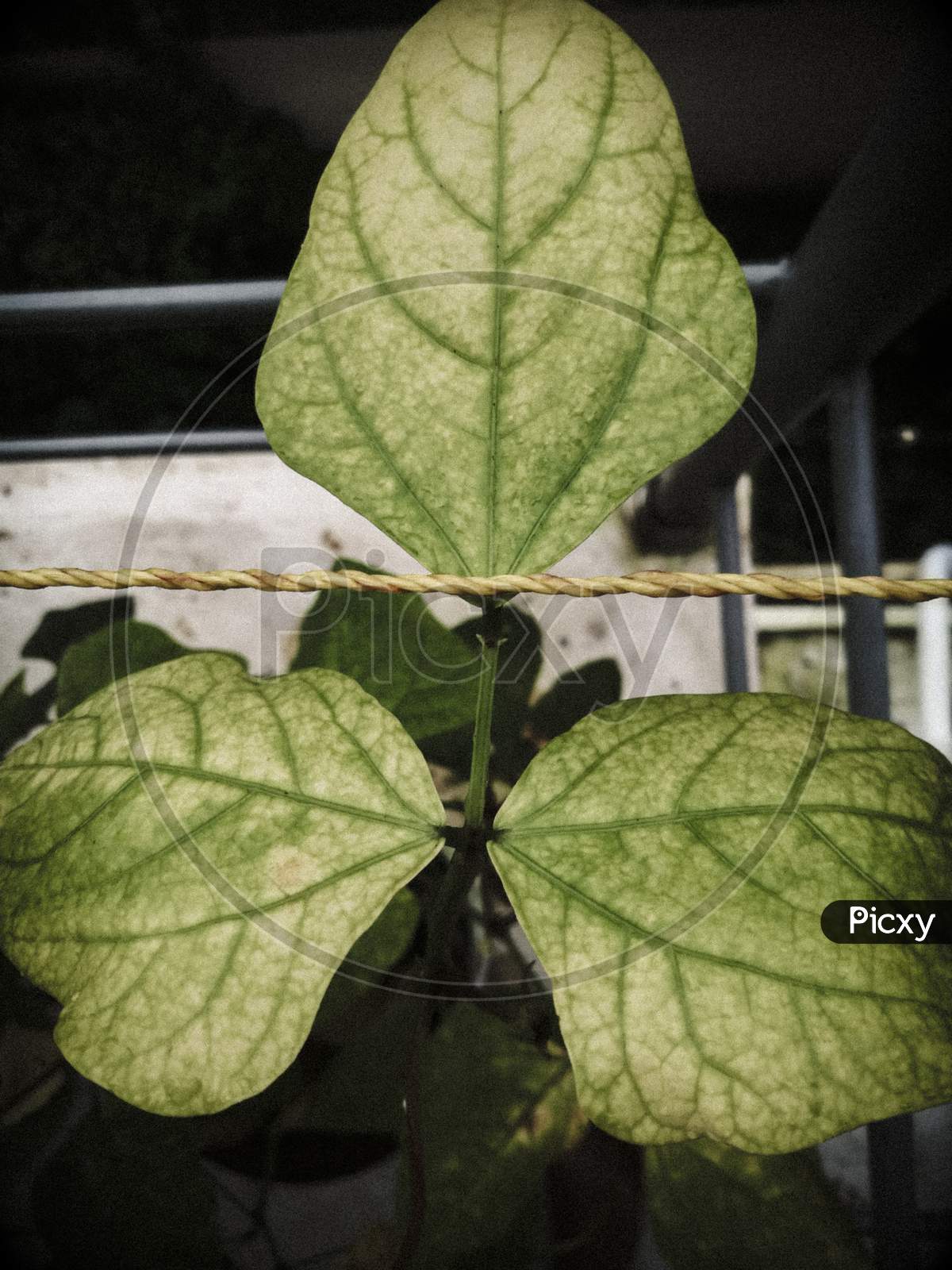 Closeup Shot Of Consecutive Three Leaves In A Pea Plant.