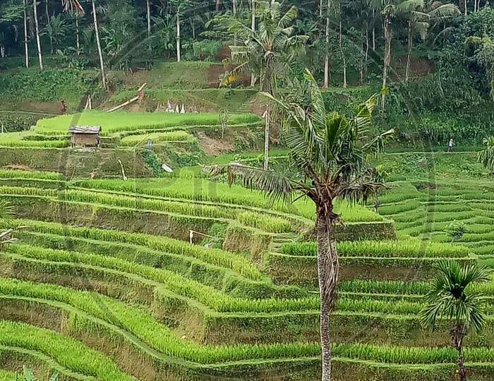 Bali rice terrace field