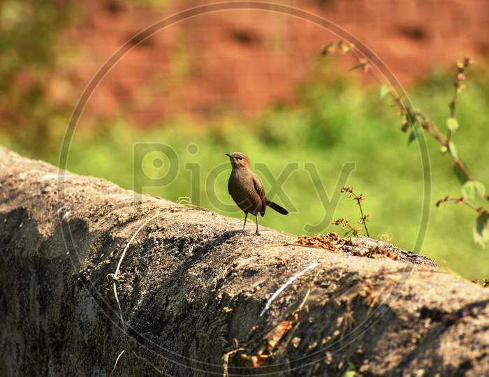 Brown Rock Chat  bird (Oenanthe Fusca) Or Indian Chat