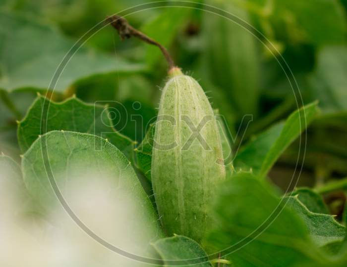 Trichosanthes Dioica, Also Known As Pointed Gourd, Is A Vine Plant In The Family Cucurbitaceae, Similar To Cucumber And Squash, Though Unlike Those It Is Perennial.
