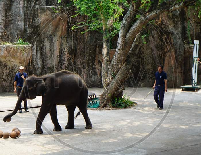 The Elephant show at Sri Racha Tiger Zoo, Pattaya, Thailand