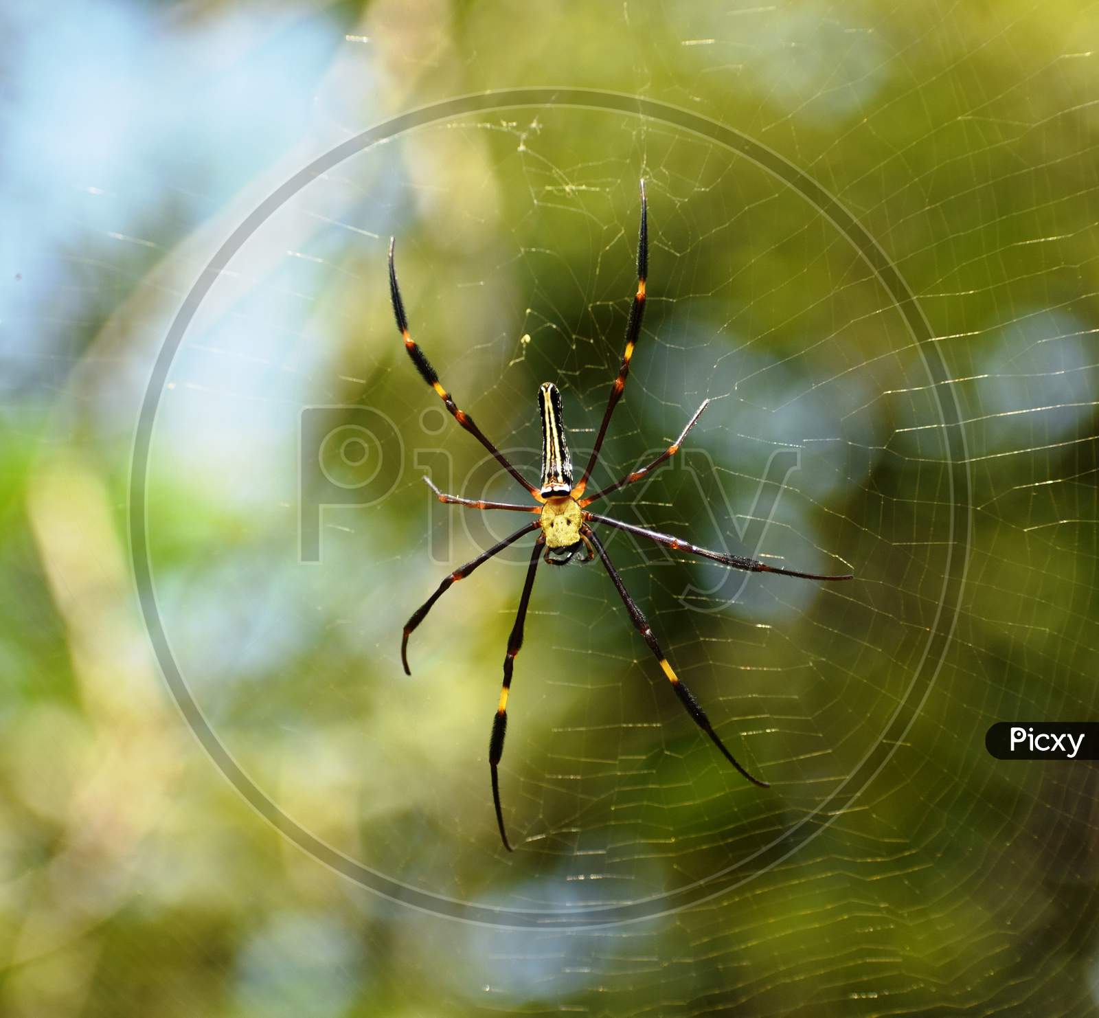 Golden silk orb-weaver or Nephila spider with the web. webs