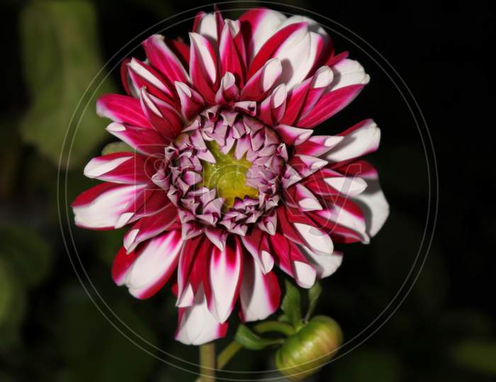 Dahlia Flower With Selective Focus In Vertical Orientation