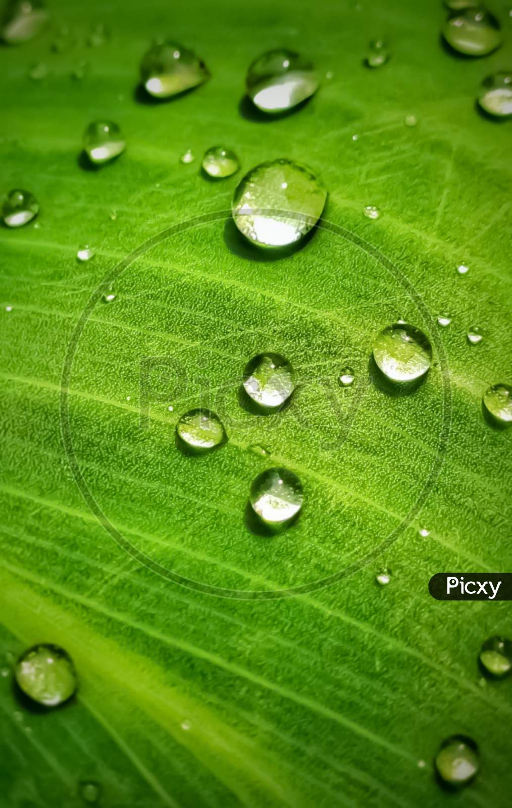 Water drops on leaf .