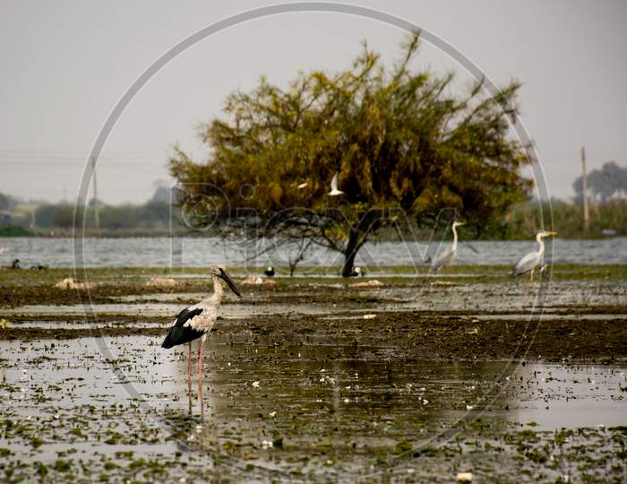 A White Stork Standing In A Lake In Bhigwan village of Maharashtra, India