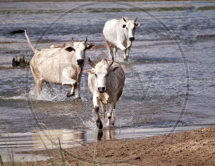 Bulls Running Through River Water To Cross