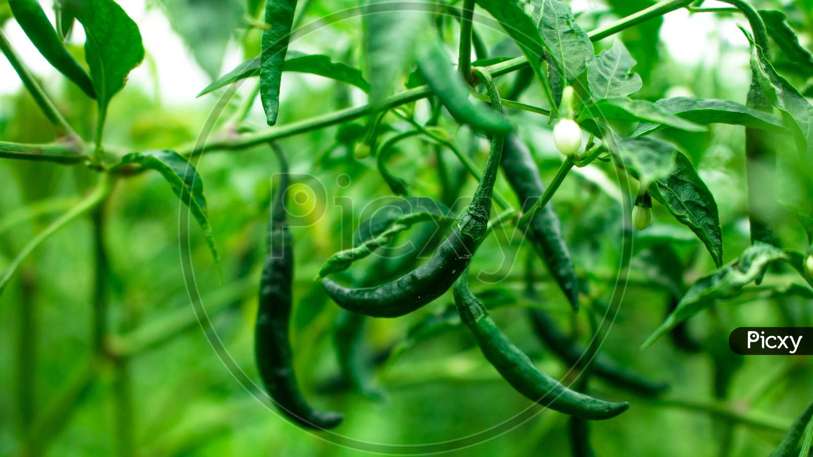 Green Chili Background. The Chili Pepper (Also Chile, Chile Pepper, Chilli Pepper, Or Chilli). Green Chilli Seed Plant Image.