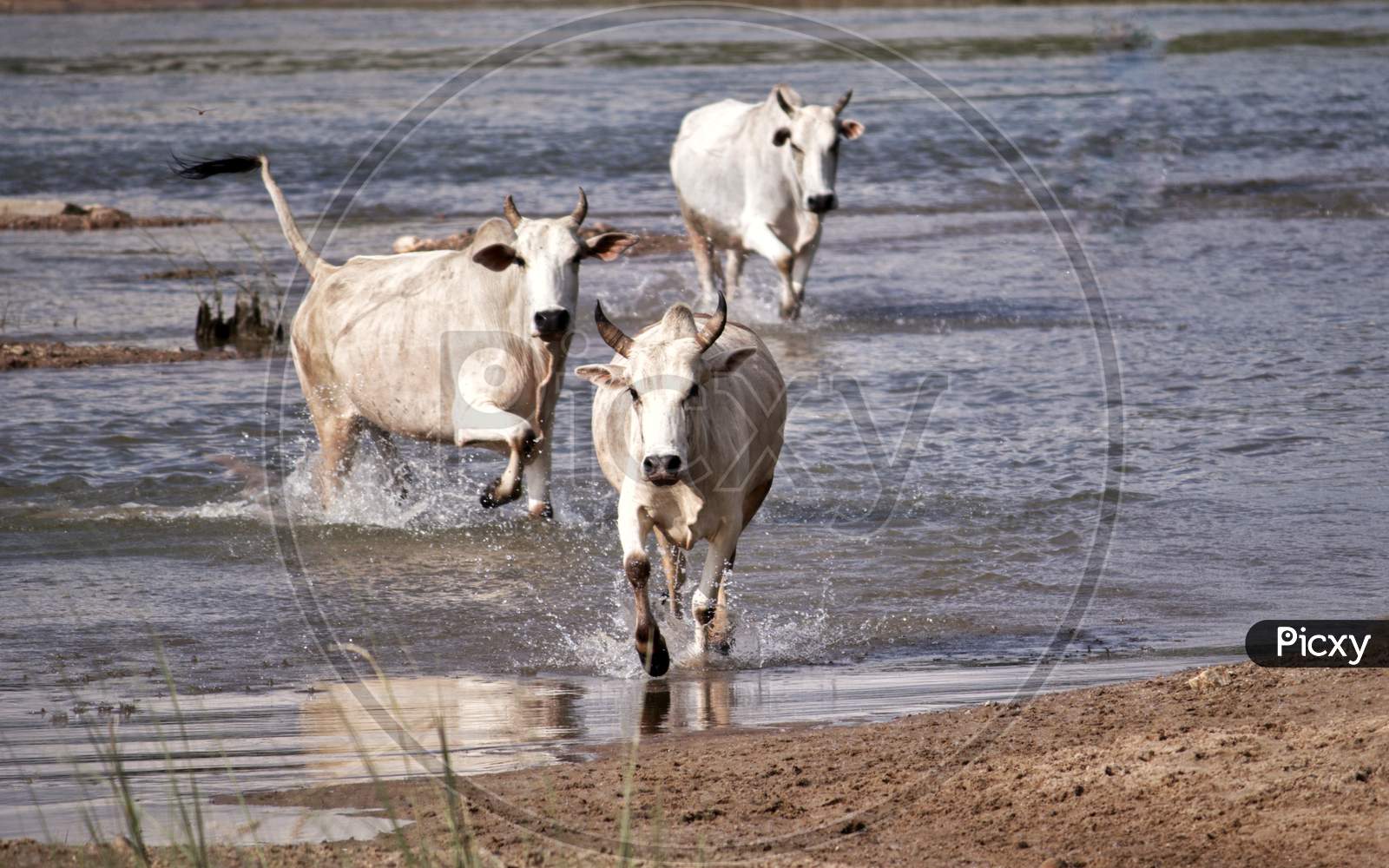 Bulls Running Through River Water To Cross